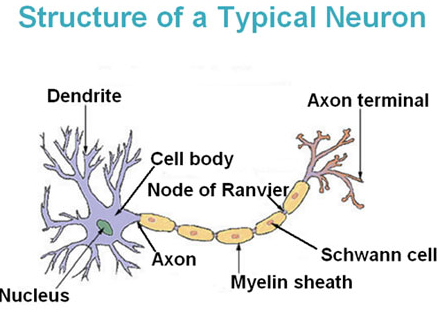 structure of a neuron