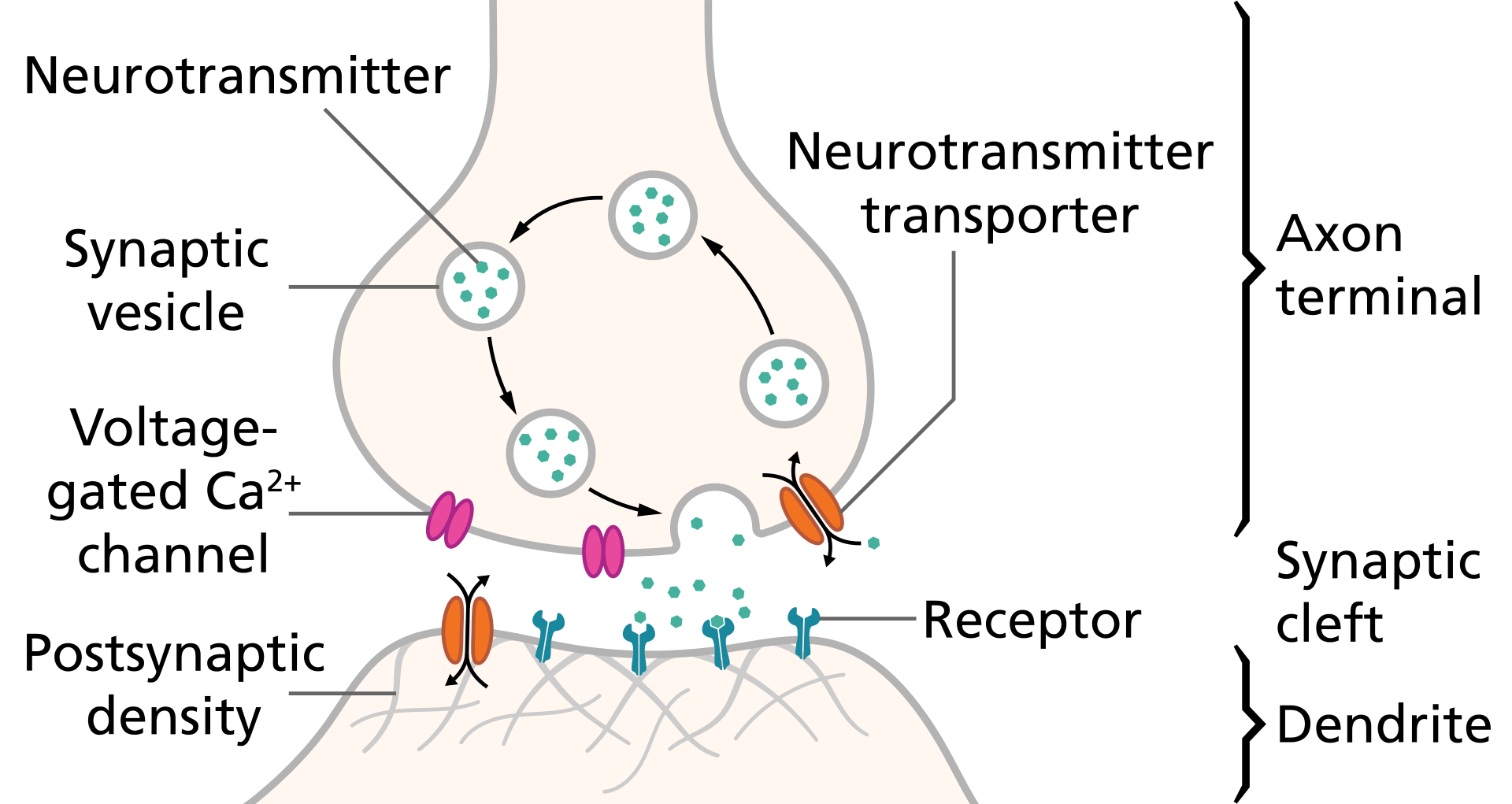 Synapse schematic