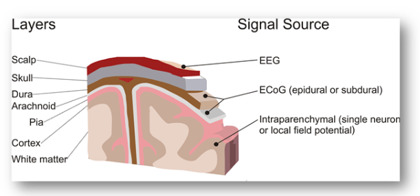 Layers of the Brain and Signal Source