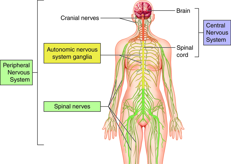 Image result for nervous system images